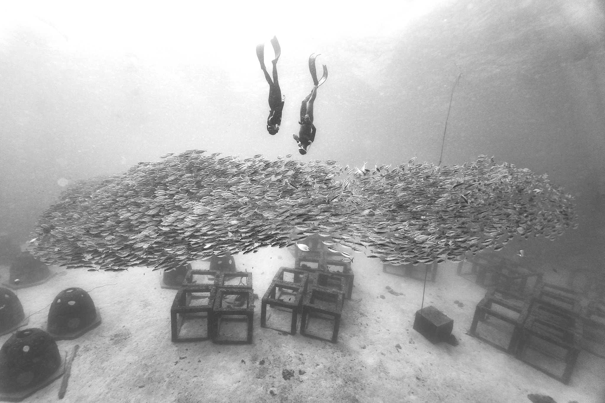 Two freedivers descending above a large school of fish