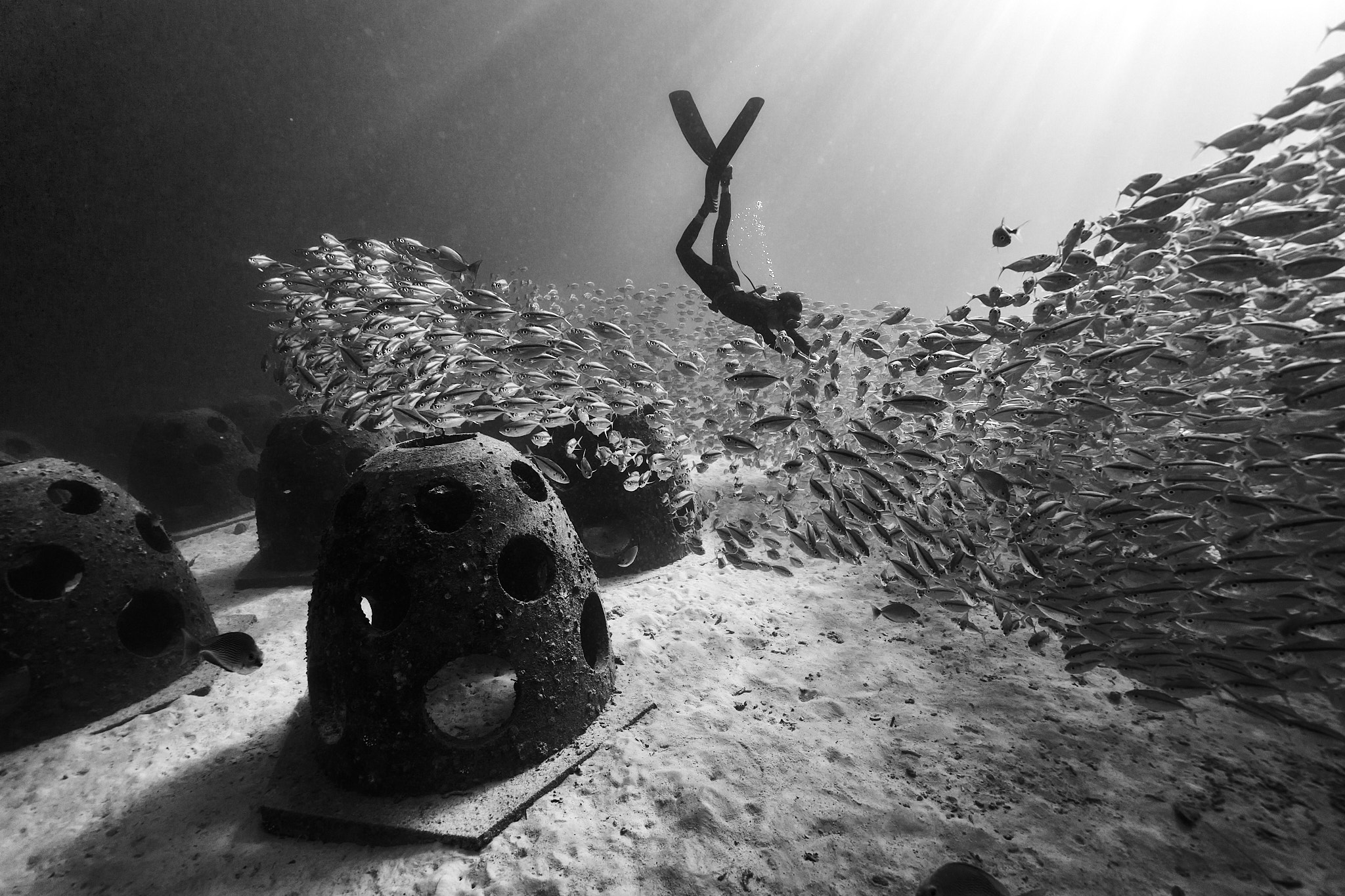 Freediver surrounded by a school of fish in black and white